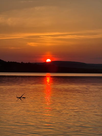 The image depicts a serene sunset over a body of water, likely a lake or river, in Berezhany, Ukraine. The sun, a vibrant orange orb, is partially submerged behind a silhouetted mountain range, casting a warm, golden glow across the sky and reflecting brightly on the water's surface. Wispy clouds, illuminated by the setting sun, add texture to the twilight sky. The water exhibits gentle ripples, creating a shimmering effect with the reflected sunlight. In the foreground, a lone bird, possibly a swallow or swift, is captured mid-flight, its silhouette sharp against the water. The scene evokes a sense of tranquility and natural beauty, characteristic of a peaceful evening in a rural setting. The time of day is clearly sunset, and the weather appears calm and clear.