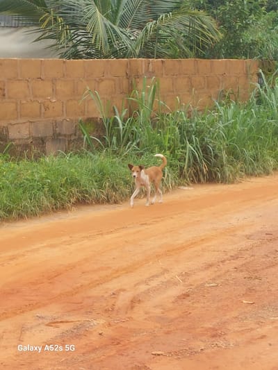 A medium shot captures a brown and white dog walking on a dirt road in Umudioka, Nigeria. The dog is positioned in the middle ground, facing left with its head turned towards the camera. Its body is mostly brown with white markings on its chest, legs, and tail. The dog appears to be in motion, with its left front leg extended.
Behind the dog, a lush green grassy area separates the road from a rough, tan-colored brick wall that runs horizontally across the frame. Coconut palm fronds extend from behind the wall on the left side of the image, and other dense green foliage is visible on the right. The dirt road itself shows tire tracks and is unevenly textured with patches of lighter and darker soil. The overall lighting suggests an outdoor, daytime setting, likely in a rural or semi-rural environment. The lower right corner of the image contains a "Galaxy A52s 5G" watermark.