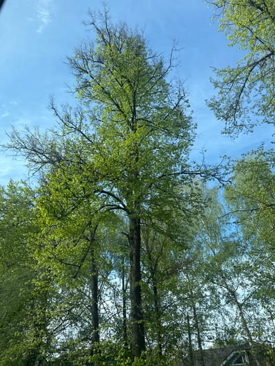 The image depicts a view looking up at tree branches and leaves against a blue sky with some wispy clouds. The leaves are primarily green, suggesting a spring or summer season. The composition is focused on the canopy overhead. The location, specified as Balakhna, Russia, is based on user-provided information and is not visually verifiable from the image.