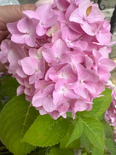 A cluster of pink hydrangeas is being held by a person's hand. The hand is positioned on the left side of the image, with its fingers gently cupping the base of the flower cluster. The hydrangeas are vibrant pink, with many individual florets forming a dense ball of color. Some of the petals have delicate textures and subtle variations in shade. Below the flowers, several large, green hydrangea leaves are visible. These leaves are broad and have serrated edges, with prominent veins. The background is out of focus, but appears to be a mix of brick or stone texture and some indistinct dark shapes. There are no people prominently featured in the scene besides the hand holding the flowers. The image focuses tightly on the hydrangeas and the hand. The context of Razdolnoye, Russia is not visually discernible in this image.