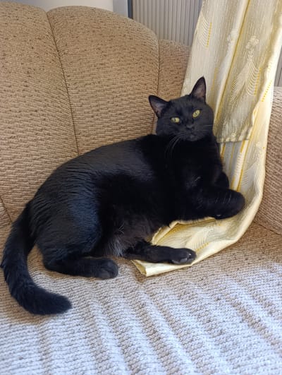 A black cat with green eyes is resting on a textured fabric sofa. The cat is lying on its side, with its head turned towards the camera. A yellow fabric with a decorative pattern is draped over the back of the sofa, partially behind the cat. The sofa is placed indoors, with vertical blinds visible in the background. The scene is lit by natural light coming from an unseen source. The location is identified as Nablus, Palestinian Territories.