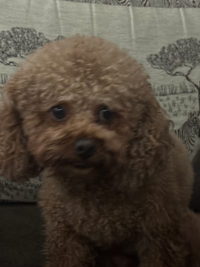 A brown poodle dog sits in front of a tapestry that depicts zebras and trees. The dog's fur is curly and matted. The dog's eyes are dark and round, and its nose is black. The background tapestry is light green and has a pattern of black and white stripes and trees. The lighting is dim, and the overall image is blurry.