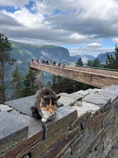 An adult calico cat is resting on a stone wall in the foreground of the image, with its eyes closed. Behind the cat, a wooden walkway extends outwards over a steep drop, with a body of water and a fjord visible in the distance. Several people are standing on the walkway, looking out at the view. The background features dramatic mountain landscapes under a cloudy sky. The scene is located at the Stegastein viewpoint in Aurlandsvangen, Norway.