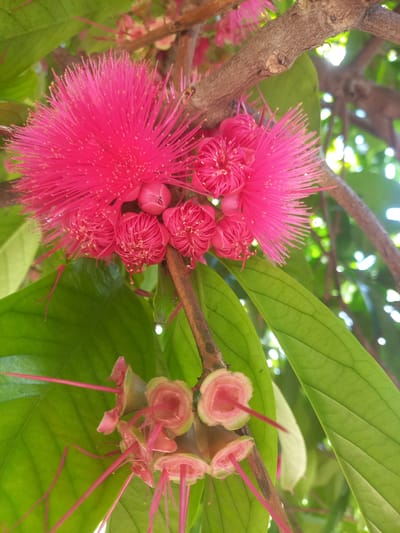 In Blangcot Tunong, Indonesia, this close-up shot captures a vibrant cluster of Syzygium jambos, commonly known as rose-apple or Malay apple, flowers and developing fruits against a backdrop of lush green foliage. The main subject is a bright pink, fluffy flower head composed of numerous delicate stamens. To the right and below this bloom, smaller, developing flower buds and young fruits are visible. These are lighter pink, with a bell-like shape, and feature long, thin pink pistils extending outwards. The flowers and fruits are attached to a woody brown branch, which runs diagonally across the frame. Large, glossy green leaves, characteristic of the tree, fill the lower portion of the image and extend into the background. Sunlight filters through the leaves and branches, creating a soft, dappled effect and illuminating the scene. The overall impression is one of natural beauty and the burgeoning life cycle of a tropical fruit tree.