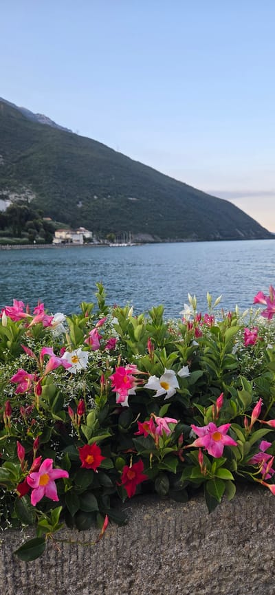 In Torbole, Italy, a close-up shot captures a vibrant border of flowers, predominantly pink and white Dipladenia, blooming against a backdrop of the serene Lake Garda. The foreground features a stone wall, textured and weathered, serving as a base for the lush greenery and colorful blossoms. Behind the flowers, the clear blue waters of the lake stretch towards a distant shoreline dotted with buildings and a marina, where sailboats are visible. Towering above the landscape is a verdant mountain slope, its dark green foliage creating a dramatic contrast with the bright blue sky. The overall scene evokes a peaceful, picturesque Italian setting, showcasing the natural beauty of Torbole.