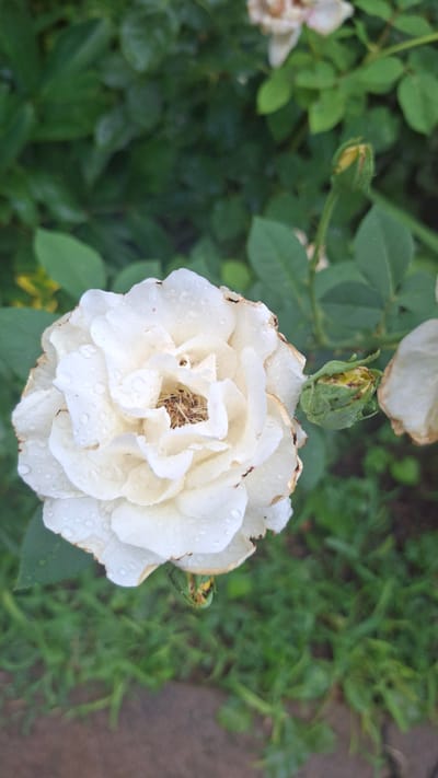 A close-up, vertical, outdoor, eye-level shot focuses on a single, fully bloomed white rose with water droplets scattered across its petals. The rose, which appears slightly past its prime with some browning on the edges of its petals, is positioned slightly to the left of the frame. Behind the rose, a dense green bush serves as the backdrop, with several rose buds and other foliage visible. The lower portion of the image reveals a blurred, reddish-brown ground surface, possibly a pathway or dirt. The overall scene suggests a garden setting in Gazalkent, Uzbekistan, under overcast or post-rain conditions. There are no people or animals present in the image.