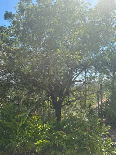 The image captures an outdoor scene dominated by lush green foliage under bright sunlight. The perspective appears to be looking upwards into a canopy of trees and plants.
In the left and central parts of the frame, a large tree with abundant, small, green leaves forms a dense canopy. Patches of clear blue sky are visible through the gaps in the foliage. Strong sunlight originates from the upper left, causing a significant lens flare that brightens that portion of the image and casts a general luminous quality over the tree's leaves. The branches of this main tree are visible through its leaves, particularly towards the center.
To the right, a different type of plant is prominent, characterized by larger, broader, and more elongated green leaves. Interspersed among these leaves are distinct clusters of bright red flower buds or flowers, suggesting a flowering plant, possibly a type of ginger.
In the background, behind the red-flowered plant and visible through sparse areas of the main tree's foliage, there is a chain-link fence. Faint outlines of what might be a building or wall with a reddish-brown hue can be seen beyond the fence in the upper right. Several thin, dark lines, possibly wires or power lines, traverse the mid-ground horizontally, running between the main tree and the red-flowered plant.
The image depicts a sunny day with clear skies, indicated by the bright illumination and the visible blue sky. No specific activity or individuals are present. There is no visible text in the image.