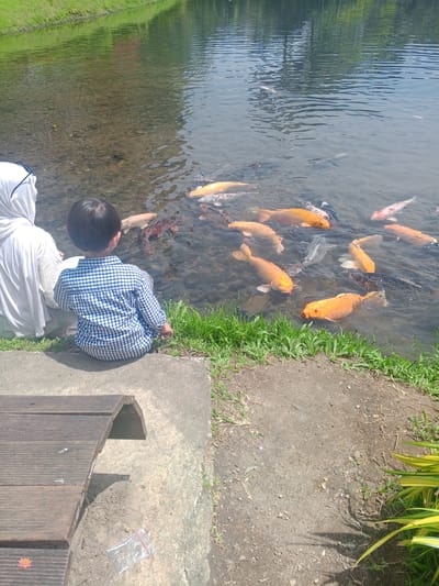 In the city of Suka Makmur, Indonesia, on a clear day, a young child wearing a blue and white checkered shirt sits on the edge of a pond, facing the water. Beside the child, an adult wearing a white hijab also faces the pond. Numerous koi fish, in various shades of orange, white, and black, swim in the shallow, clear water. The pond's edge is lined with green grass, and a concrete pathway extends around it. To the left of the frame, a wooden bench is partially visible. The water reflects the surrounding trees and the blue sky. The scene suggests a peaceful moment of observation of the aquatic life.