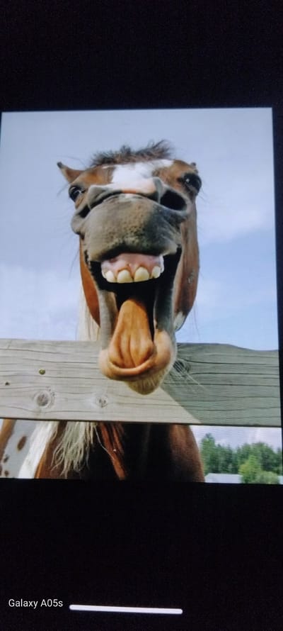 The image displays a close-up of a brown horse's head, oriented horizontally across the frame, giving the impression of it looking upwards or being upside down from a typical view. The horse's mouth is wide open, revealing its teeth and tongue, creating a humorous expression akin to a laugh or a large grin. Its muzzle, with subtle white markings, is prominent in the foreground.

Behind the horse's head, a weathered wooden fence post runs vertically, partially obscuring the animal's body. To the right of the fence post, hints of green foliage from trees or bushes are visible against a clear, light blue sky. The scene is an outdoor, rural setting, likely a paddock or field, consistent with a location such as Zavoy, Bulgaria. The clear sky suggests a daytime scene with good weather. The horse's open-mouthed expression evokes feelings of joy, surprise, or playfulness.

On the far right edge of the image, a vertical white line and the text "Galaxy A05s" are present, indicating the capture or display device.