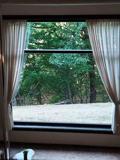 A view from a window, likely in a dwelling, reveals an outdoor scene. The window is framed by dark-colored trim and flanked by light-colored curtains, tied back on both sides. The outdoor environment features a dense collection of trees with green foliage, suggesting a wooded area. A light-colored ground cover, potentially gravel or light-colored earth, stretches beneath the trees.
The image does not provide any details that allow the scene to be associated with the city of Krasnovo, Bulgaria.