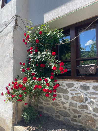 In Shiroka Laka, Bulgaria, a vibrant climbing rose bush with numerous red blooms cascades down the corner of a building. The building features a rough, white stucco exterior on the upper section, with visible damage and exposed wood at the corner. Below, the wall is constructed from irregular, grey and brown stones cemented together. A dark-framed window with two panes is visible on the right side of the building, reflecting a bright blue sky with white clouds and green foliage. A brown plastic planter box is mounted on a metal bracket beneath the window. The rose bush is lush with green leaves and presents a profusion of red flowers, some fully bloomed and others as buds. The ground around the base of the rose bush is covered in dark soil, with some small green plants growing at its base. The scene is bathed in bright sunlight, casting shadows on the stone wall.