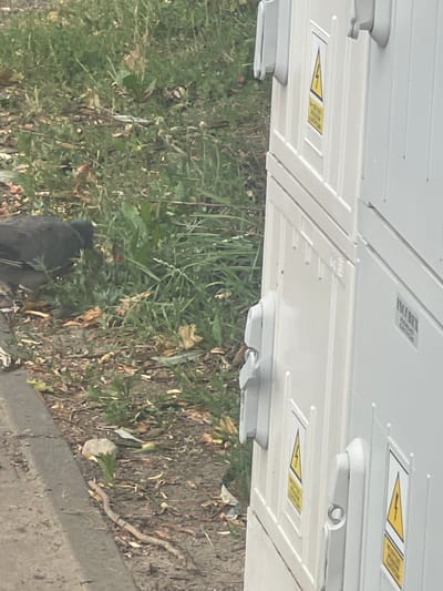 The image depicts an outdoor scene, likely on a sidewalk or roadside in Konstantynów Łódzki, Poland. In the foreground, a dark gray bird, possibly a crow or raven, is foraging in patchy green grass and fallen leaves. To the right, a white electrical enclosure or cabinet is partially visible. This enclosure has multiple latches and features several yellow warning signs with a black lightning bolt symbol, indicating high voltage. The enclosure is segmented, suggesting it is a modular unit. The ground is a mix of concrete curb and a natural, unkempt ground cover with vegetation and debris. The lighting suggests daylight conditions.