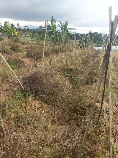 The scene depicts an agricultural field located in Ngọc Tụ, Vietnam, under an overcast sky. The foreground and midground are occupied by a dense arrangement of dried, brown vegetation mixed with patches of green grass and exposed dark soil. Numerous slender wooden or bamboo stakes are embedded vertically and diagonally into the ground, supporting the withered plants. In the mid-distance, beyond the cultivated area, scattered green banana trees and several small residential structures with light-colored walls and dark roofs are visible. The background consists of distant hills or mountains partially obscured by cloud cover. No individuals or active subjects are present.