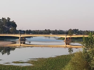 The image shows a long, wide bridge spanning a river. The bridge is constructed of concrete with a yellow railing along its top. Several cars are visible crossing the bridge. The river below reflects the bridge and the surrounding environment, which includes trees and a clear sky. The banks of the river are lined with vegetation, with a dense patch of green plants floating on the water in the foreground. The scene appears to be set in a natural landscape, likely on the outskirts of a city. Given the context of Badajoz, Spain, this bridge is likely the Puente de la Autonomía over the Guadiana River.