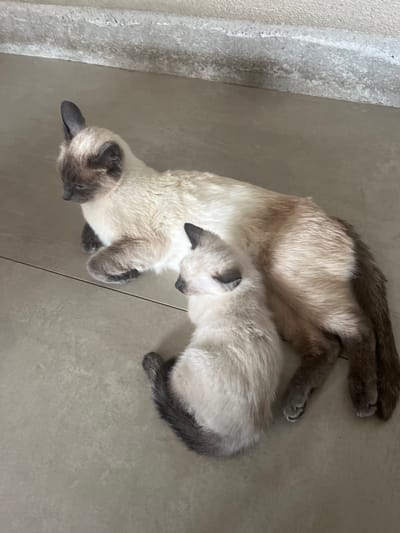 An adult Siamese cat and a kitten are lying on a light-colored tiled floor next to a raised concrete step. The adult cat is cream-colored with darker points on its ears, face, legs, and tail. It is lying on its side with its paws tucked underneath. The kitten is mostly cream-colored with some darker markings on its ears and tail, and it is nestled close to the adult cat, also lying down. The concrete step is textured and appears to be part of an indoor or outdoor walkway. The scene is lit by natural light, creating soft shadows. The overall impression is one of domestic tranquility.
