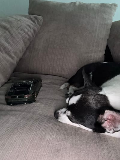 A black and white dog is sleeping on a couch next to a dark green toy car. The dog is positioned in the foreground, facing away from the camera. The toy car is in the mid-ground, positioned to the left of the dog. The couch appears to be made of a textured fabric and is a neutral grey color. The background consists of grey couch cushions. The scene is dimly lit, suggesting it may be indoors. The location is Hazlemere, United Kingdom.
