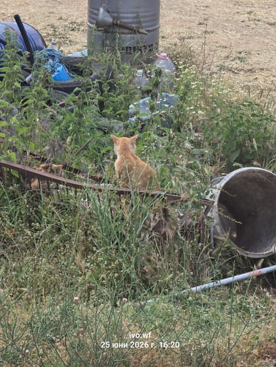 An adult, orange tabby cat is perched on a rusty metal fence in a densely vegetated area. The cat is facing away from the camera, towards the right side of the frame. In the background, there are various discarded items including tires, a blue plastic container, and a large metal barrel. Further to the right, a large metal cylinder lies on its side, partially obscured by vegetation. The ground is covered in dry grass and weeds. The timestamp "ivo.wf 25 юни 2026 г. 16:20" is visible in the lower right corner, suggesting the image was taken in Chal, Bulgaria.