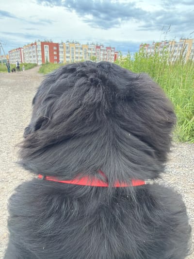 The image shows the back of a black dog with a red collar. The dog is on a gravel path with green grass and vegetation to the right. In the background, there are multi-story residential buildings with colorful facades, consistent with an urban or suburban environment. The sky is overcast with clouds. The location is identified as Chornaya, Russia. There are a few people and small dogs visible in the distance on the path.