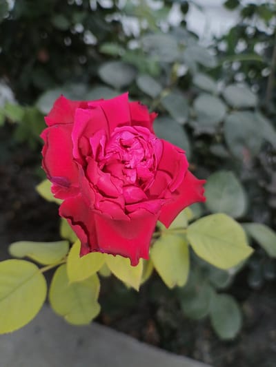 The image shows a close-up of a vibrant red rose in full bloom, its petals a rich, deep hue. The rose is positioned slightly off-center to the right, with its complex layers of petals tightly packed towards the center, revealing intricate folds and textures. The edges of some petals appear slightly ruffled, and a subtle purple discoloration is visible on the lower left petal. Surrounding the rose are several leaves. The leaves closest to the bloom are a pale yellow-green, their surfaces softly illuminated. Further back, the foliage becomes darker and more blurred, creating a soft, out-of-focus background. The environment appears to be an outdoor garden or natural setting, with elements of soil and greenery visible. The lighting suggests it may be daytime, with diffused light casting soft shadows and highlighting the texture of the rose petals. The image does not contain any people or direct indications of its specific location within Gumbaz, Uzbekistan, beyond it being a floral setting.