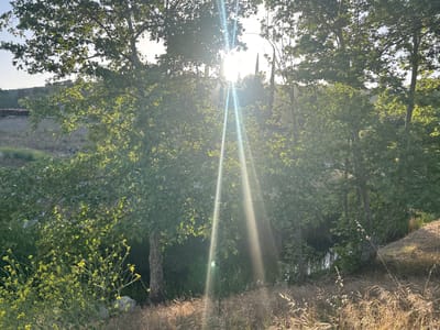 The image captures a sunlit scene of a riparian area in Oak Park, California. The sun's rays stream through the canopy of sycamore trees, dappling the vegetation below. A small pond or stream is visible among the trees, surrounded by grasses and riparian plants. A wall and hillside are visible in the background. The foreground features yellow wildflowers in bloom. The overall scene depicts a natural area within or near the city of Oak Park.