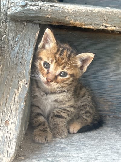 A young tabby kitten sits on weathered wooden steps in a shaded alcove. The kitten has light brown and dark brown stripes, bright blue eyes, and white whiskers. Its fur is fluffy and appears soft. The kitten is facing slightly to the left, with its front paws tucked beneath its body. The wooden steps are aged and worn, with a greyish-blue hue, and show signs of weathering and texture. The background consists of vertical wooden planks. The scene is situated in Salmanovo, Bulgaria.