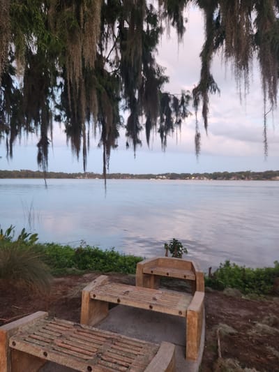 The image depicts a serene waterfront scene, likely in Winter Park, Florida. Spanish moss hangs from the branches of trees in the foreground, creating a natural canopy over a view of a wide, calm body of water. The water reflects the muted colors of the sky, which is a blend of pale blue and soft clouds. Along the distant shore, a treeline is visible, with hints of houses or buildings nestled among the foliage. In the immediate foreground, two rustic wooden benches are arranged, suggesting a place for quiet contemplation of the water. Lush green vegetation borders the water's edge, and the ground around the benches is covered with pine needles and scattered dry leaves. The overall atmosphere is peaceful and natural, characteristic of many waterfront locations in the Winter Park area.