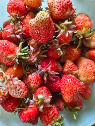A close-up, overhead view captures a bowl brimming with ripe strawberries. The berries exhibit a gradient of red, with some showing lighter, almost orange hues at their tips, suggesting varying degrees of ripeness. Their textured surfaces are dotted with numerous small seeds. Green calyxes, the leafy tops of the strawberries, are visible on many, some appearing slightly wilted. The strawberries are densely packed, creating a rich, textured tapestry of red. The background is a soft, light blue, likely the interior of a bowl, adding a subtle contrast to the vibrant fruit. There is no discernible location in the city of Novosisoevka, Russia.