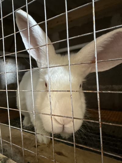 The image shows a close-up view of a white rabbit's face behind a metal cage. The rabbit has prominent ears and red eyes. The cage bars are visible in the foreground, obscuring parts of the rabbit. The background is dark and indistinct, with some wooden structures possibly part of the cage or enclosure. The scene is likely indoors. There is no information in the image that indicates the location in the city of Kandry, Russia.
