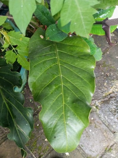 The image presents a close-up, high-angle view of dense green foliage and a paved ground surface in an outdoor setting. Dominating the foreground and center is a large, dark green leaf, possibly from an Anthurium or similar Aroid plant, characterized by prominent parallel venation, a glossy surface, and a subtly undulating margin. Small water droplets are visible on its surface. To the left, another large, dark green leaf with a more pronounced wavy or ruffled edge is partially visible. Various other lighter green leaves, suggesting different plant species, occupy the background, forming a layered arrangement. A fragment of a light blue-green planter or container is discernible in the lower left, partially obscured by leaves. In the upper right background, a dark brown, textured, strap-like object is partially visible. The ground surface, visible in the lower right and between the plants, consists of rectangular or irregular grey paver stones or concrete, with scattered patches of green moss and indications of dampness. No individuals, human actions, or direct interactions are depicted. The specific location within the city of Pandaria, India, is not visually identifiable from the content of the image.