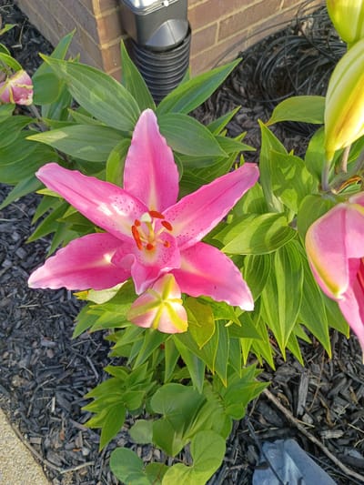 A close-up, eye-level shot captures a vibrant pink lily in full bloom. The lily's petals are wide and pointed, with a few scattered pink speckles near the center. The stamens, tipped with orange anthers, are prominently displayed. Several other lily buds, some partially open with hints of yellow and pink, are visible around the main flower, nestled amongst lush green leaves. The foreground consists of dark mulch, typical of garden beds, and a sliver of a paved walkway. In the background, a section of a brick wall and a dark corrugated pipe are partially visible. The image does not contain any elements that would suggest a specific location in Paris, United States of America.
