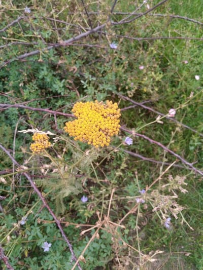 The image shows a close-up of a cluster of small yellow flowers, likely Yarrow (Achillea millefolium), surrounded by dried branches and green foliage. The flowers are clustered together in a flat-topped formation, with individual florets appearing as tiny yellow dots. The branches are thin and dark, crisscrossing the frame and some appear thorny. The background consists of blurred green grass and other low-lying plants, with occasional tiny blue and pink flowers scattered throughout. There are no people or any other living creatures visible in the image. The scene appears to be an outdoor natural setting. The prompt's request to include the location in Zarkent, Uzbekistan, cannot be fulfilled as there are no visual cues in the image to indicate this specific location.