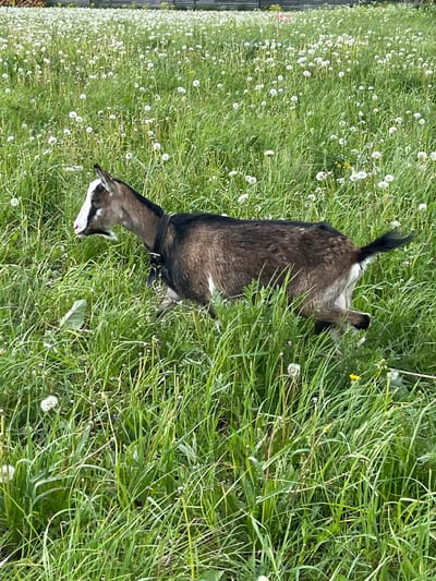 A goat with a black collar lies in a field of grass and dandelions. The goat has brown and black fur on its body, and a white and black face. The grass is green and the dandelions are white. The location of the image cannot be determined to be in the city of Ludorvay, Russia.
