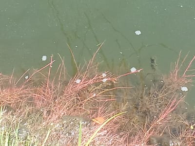 The image shows an overhead view of a body of water with aquatic vegetation. The water is a murky green, and there are small white bubbles or debris floating on the surface. Submerged aquatic plants with thin, reddish-brown stems and feathery leaves are visible, particularly in the foreground and midground. Some of these plants are partially above the water's surface. A small, orange, leaf-like object is partially submerged near the bottom center of the image. The environment appears to be a natural water body, possibly a pond or slow-moving stream, located in Stepnoi, Russia.