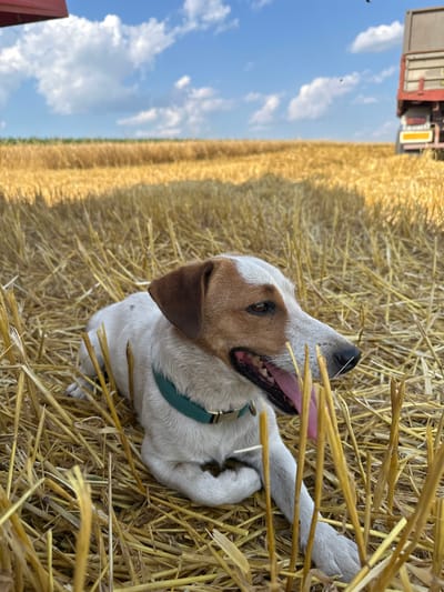 A medium shot captures a dog lying in a harvested wheat field under a clear blue sky with scattered white clouds. The dog, predominantly white with brown markings on its head and ears, wears a teal collar. Its mouth is open, with its pink tongue hanging out, and it looks to the right. The field is covered in dry, golden straw, with some stalks in the foreground obscuring parts of the dog. In the background, a red and gray truck is visible to the right, partially obscured by the field. A hint of green foliage appears on the horizon. The overall scene depicts a rural, agricultural setting.