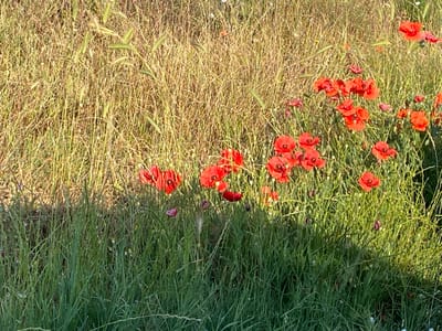 The image depicts a vibrant field in Belo Pole, Bulgaria, under natural sunlight. The scene is dominated by a clear horizontal division: the upper portion features predominantly dry, golden-brown grasses and straw-like vegetation, with scattered green seed heads. The lower portion transitions into dense, lush green grass. Numerous red common poppies (Papaver rhoeas) are scattered throughout the mid-ground and foreground, concentrated more densely in the lower-right quadrant. These poppies exhibit bright red petals and typically dark centers; some are fully open, while others appear as buds or partially unfurled. The lighting suggests strong sunlight, likely from the late afternoon or early morning, casting defined illumination on the vegetation and poppies, particularly highlighting the red hues. No human figures, animals, or artificial structures are present in the frame.