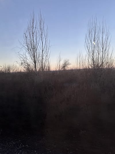 The scene depicts an outdoor, undeveloped landscape in the city of Vatra, Moldova, under conditions indicative of dawn or dusk. The lower fifth of the image is a dark, indistinct area consistent with a gravel or dirt ground surface. Above this, a dense band of dormant, brown and grey deciduous vegetation, including shrubs and smaller trees, extends horizontally across the mid-ground. The upper half of the image features numerous tall, slender deciduous trees, largely devoid of foliage, silhouetted against a gradient sky. Two prominent trees stand in the upper left-center, while a denser cluster of similar trees occupies the upper right. Within the branches of the right cluster, two distinct, circular, bright white lens flares are present. The sky transitions from a pale, clear blue at the zenith to a soft orange-pink hue near the horizon line. No people, animals, structures, or artificial objects are discernible within the frame.