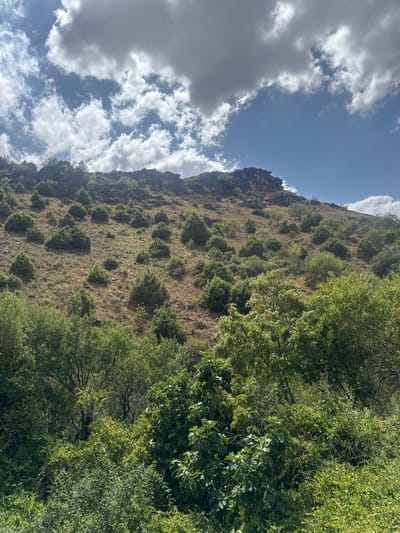 This is a medium-angle, outdoor, eye-level shot taken in Patones, Spain, depicting a rugged, tree-covered mountainside under a partly cloudy sky. The foreground is dominated by lush green foliage, characteristic of the Mediterranean vegetation found in the region. As the view moves up the slope, the vegetation transitions to sparser, dry grass and scattered juniper trees, indicative of a more arid climate. The rocky summit of the mountain is visible at the top, with a few trees clinging to its steep incline. The sky above is a mix of blue sky and dramatic white and grey clouds, suggesting fair weather with some cloud cover. The scene is devoid of human presence.
