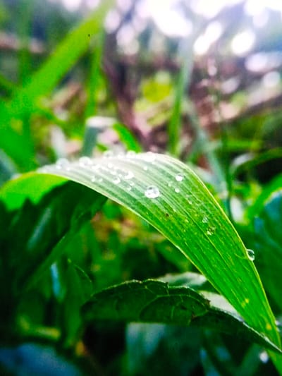 A close-up captures the vibrant green of dew-kissed grass. Water droplets cling to a slender blade, reflecting light in tiny, sparkling orbs. Surrounding foliage creates a soft, blurred background, hinting at a lush environment. The scene evokes a sense of freshness and tranquility.