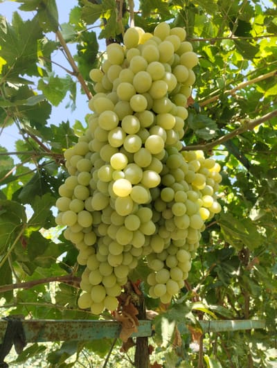 A close-up, upward-angled shot captures two large bunches of pale green grapes hanging from a vine against a bright blue sky and dappled green leaves. The grapes are round and plump, tightly clustered together. Sunlight highlights the smooth surfaces of the individual grapes, creating a gentle sheen. The vine branches are visible, some thick and brown, others thinner and green, intertwined with the foliage. In the lower portion of the image, a weathered, rusty green metal bar runs horizontally, partially obscured by the vine and grapes. The overall setting suggests an outdoor agricultural environment, likely a vineyard in Yangibazar, Uzbekistan, bathed in natural daylight.