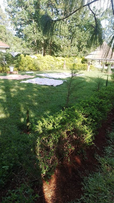 The image displays an outdoor scene located in Kisa Central ward, Kenya, under bright, direct sunlight. The foreground consists of a band of reddish-brown soil running along the base of a dense, low-lying hedge of green, leafy shrubs. Shadows are cast across this vegetation and soil.
The midground features an expansive area of short, meticulously maintained green grass. On this grass, four light-colored items, appearing to be cloths or mats, are spread out: three larger, irregularly shaped pieces are prominent, with a fourth, smaller rectangular piece situated further back. These items suggest a drying or airing activity. Two slender, sparsely branched coniferous saplings stand upright in the grass, positioned towards the right side of the frame.
The background is delineated by a vibrant, dense hedge of yellow-green foliage. Beyond this hedge, a variety of mature green trees form a thick canopy. Structures are partially visible on either side: a white building with a reddish-brown tiled roof is present on the far left, and a traditional structure with a conical thatched roof is visible on the far right. A white potted plant rests on a wooden log or stand near the white building. Two dark, columnar objects are discernible within or just behind the yellow-green hedge, one positioned near each background structure. Dark green pine branches extend into the upper portion of the frame from an unseen tree. No individuals are present within the scene.