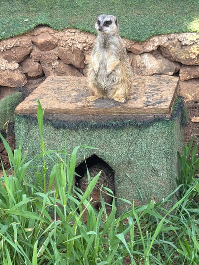 A meerkat sits on a rock outcropping next to its burrow in Misgav Regional Council, Israel. The burrow is surrounded by green grass and artificial turf. The meerkat is tan and gray with a dark face.