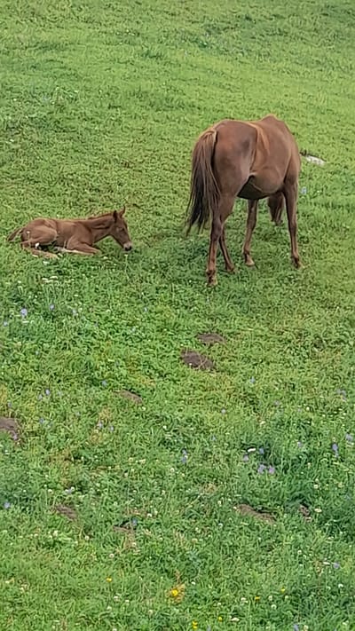 The image shows a brown horse and a foal in a grassy field with scattered purple and white flowers. The foal is lying down in the grass, while the horse is standing. The background is a blurred green landscape, suggesting an outdoor setting. The scene appears to be located in the rural outskirts of Kashka Suu, Kyrgyzstan, characterized by its expansive meadows typical of the region.
