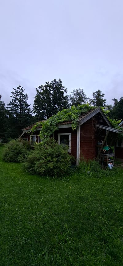 A dark red, weathered wooden shed with white trim and windows is partially covered in vibrant green foliage, particularly on its roof. The shed has a covered porch area on the right side, where gardening tools, including a green watering can and a shovel, are visible. The shed is situated in a grassy yard with lush green grass and dense green bushes in front of it. In the background, various trees are visible, including a tall, dark pine tree on the left and other deciduous trees further back. The sky is overcast and a pale gray. The scene is likely in Orissaare, Estonia.