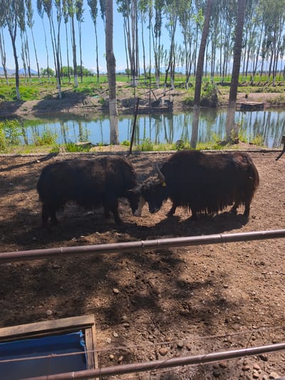 The image depicts two yaks butting heads in an enclosure in Kenbulun, Kyrgyzstan. A body of water with trees surrounding it is behind the enclosure. The ground within the enclosure is dirt and gravel. A metal bar fence runs across the bottom of the image. A blue watering trough is in the bottom left corner.