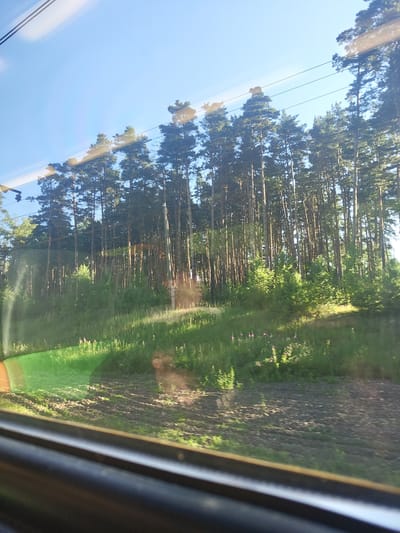 The image captures a sun-drenched scene from what appears to be a moving vehicle, likely a train, as indicated by the reflections and the framing of the shot. The primary focus is a dense forest of tall, slender pine trees that dominate the mid-ground and background, their dark green needles contrasting with the bright blue sky. The sunlight filters through the branches, casting dappled shadows on the forest floor and the grassy embankment in the foreground.
The foreground shows a patch of tilled earth, with some scattered stones and vegetation, suggesting the edge of a field or a cleared area near the forest. A vibrant green grassy area stretches along the embankment, dotted with small, pink wildflowers. The reflection of the sky and the trees is visible on the surface, adding to the sense of motion and depth.
In the far distance, faint signs of civilization might be inferred from the presence of what appear to be overhead wires, possibly part of the railway infrastructure. The overall impression is one of natural beauty and tranquility, with a hint of the man-made world encroaching on the wilderness. There are no people visible in the image.