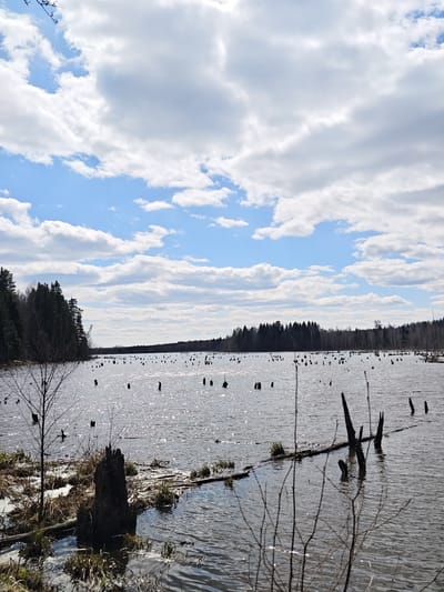 The image captures a lake landscape. A dense forest line is visible in the distance along the lake's edge. Numerous tree stumps dot the lake's surface. The sky is filled with a mix of blue sky and fluffy white clouds. In the foreground, there are logs, exposed tree roots, and partially submerged vegetation. The water's surface reflects sunlight, creating a shimmering effect. The exact location within the city of Ural'skoe, Russia, cannot be determined from this image alone.