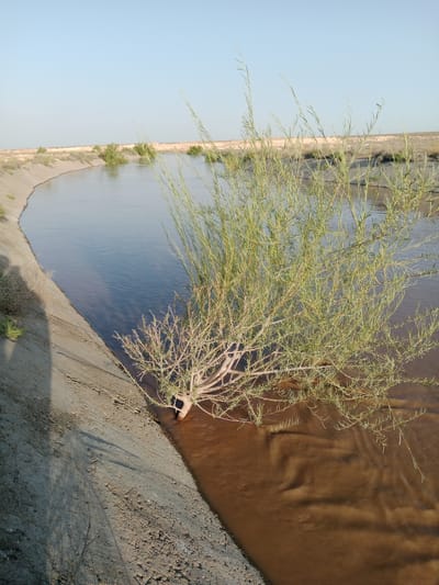 A wide canal with concrete banks curves through a barren landscape under a clear sky. The water in the canal is a murky brown, suggesting it is carrying sediment. A small, sparse bush with thin, green leaves is leaning out over the water from the bank, its branches partially submerged. The surrounding land is dry and dusty, with low scrubby vegetation visible in the distance. The overall impression is one of a remote, arid environment.