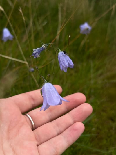 A person's hand, adorned with a silver ring, is positioned in the foreground, gently holding a delicate purple bellflower. The flower, with its bell-shaped petals, appears to be in full bloom. A small black fly rests on the top of another bellflower, which is slightly out of focus. In the background, a field of green grass and other wildflowers creates a natural, outdoor setting. The image seems to capture a moment of connection with nature, possibly in a park or rural area near Penicuik, United Kingdom.