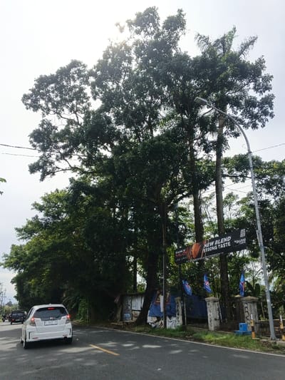 The image depicts a bright, daytime roadside scene in Carcar, Philippines, characterized by lush greenery and road infrastructure. A white Honda Jazz/Fit car, with license plate "F 3427 XS," is visible from the rear, traveling on a paved road marked with yellow and white lines.
Dominating the background are numerous tall, dense green trees, suggesting a tropical environment. Sunlight is visible filtering through the tree canopy in the upper left, indicating a bright day, possibly with some cloud cover. Overhead, electrical or communication wires stretch horizontally across the sky.
On the right side of the road, a metal streetlight pole with a curved arm extends over the street. Below it, a large black banner is prominently displayed between two posts, featuring the text "NEW BLEND STRONG TASTE" and "Rp 24.000." The banner also includes a QR code and other text, possibly "MILD" or "MLD," on its left side. Several smaller blue flags on poles are positioned beneath the banner.
Behind the trees and banners, a rustic, makeshift structure constructed from corrugated metal sheets and blue tarps is partially visible, suggesting a simple dwelling or storage area. Further to the right, stone or concrete pillars mark a boundary or entrance. In the distance, another darker colored vehicle can be seen on the road. The scene captures a typical, green roadside setting, with elements of both natural environment and human activity.