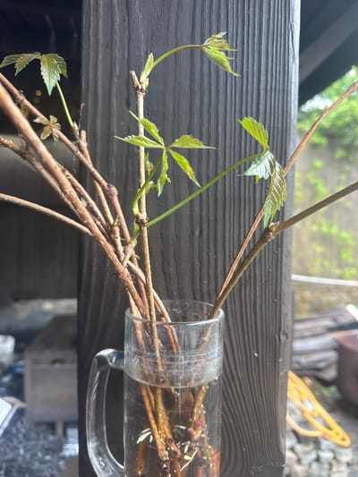 The image shows a glass mug filled with brown twigs, placed on a dark-stained wooden railing. Some of the twigs extend outward, sprouting small green leaves. The background is blurred but suggests an outdoor setting with elements of a yard or garden. Based on the prompt, the location is Новоглаголево, Russia.